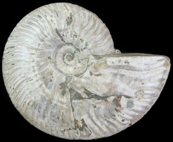 Silver Iridescent Ammonite - Madagascar #61503